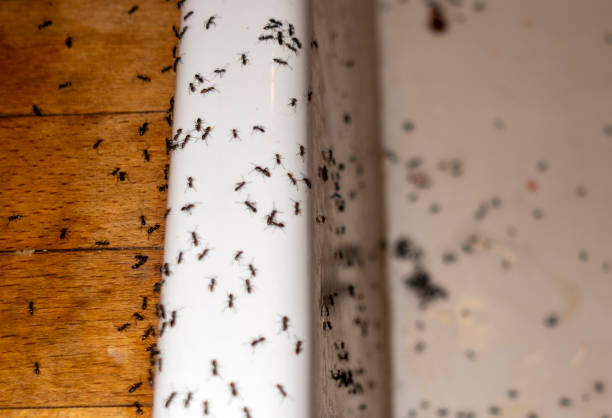 Best Pest Control for Businesses  in Kutztown, PA